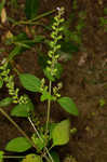 Miniature beefsteakplant